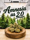 Amnesia US 2.0