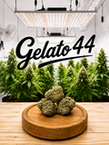 Gelato 44