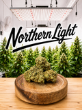 Northern Lights