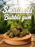 Bubblegum Small Buds