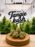 Tangie Kush