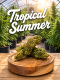 Tropical Haze Summer