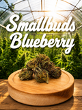 SmallBuds Blueberry BIO from Vercors france by Pierre