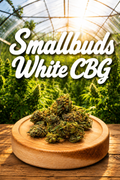 SmallBuds White CBG BIO from Vercors france by Pierre
